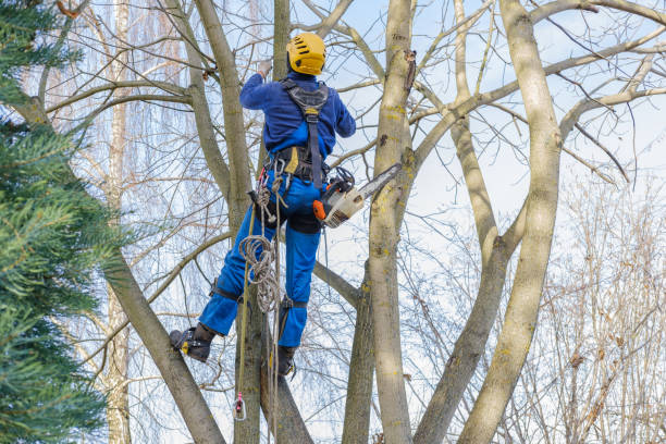 Trusted Linda, CA Tree Services Experts