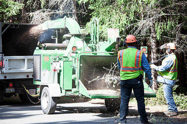 How Our Tree Care Process Works  in  Linda, CA